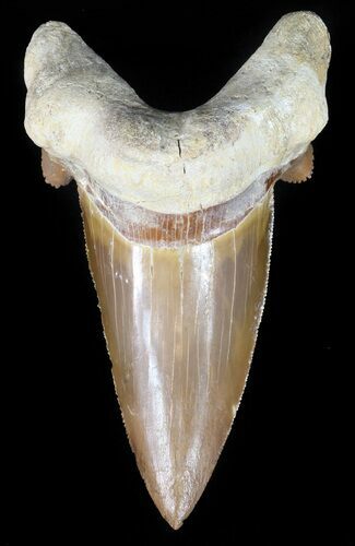 Huge Auriculatus Tooth - Dakhla, Morocco (Restored) #47840